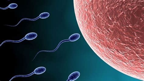 rencontre ovule spermatozoïdes|Comment lovule choisit le spermatozoïde qui va le féconder